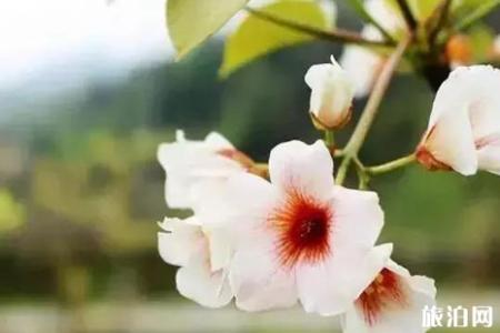 2019年春季武功山攻略赏花推荐