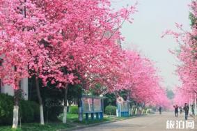 云南看樱花去哪里(附赏花指南)