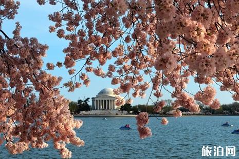 2022华盛顿樱花什么时候开 最佳观赏地推荐