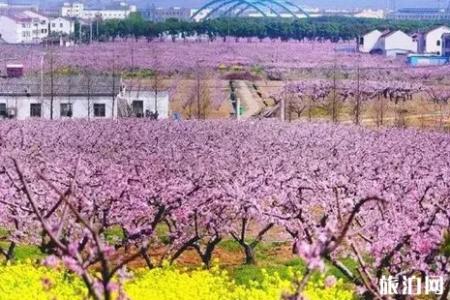 2019无锡赏花景点介绍+攻略