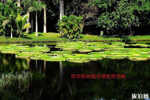 西双版纳旅游攻略(景点+交通+美食+注意事项)