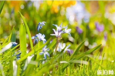 2019邳州賞花地圖 邳州賞花好去處