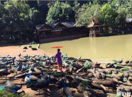 西双版纳旅游攻略(景点+交通+美食+注意事项)