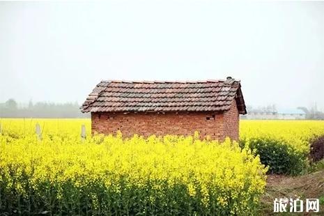 2022韶关油菜花海在哪里 这些地方都值得一去