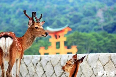日本哪里看动物+攻略