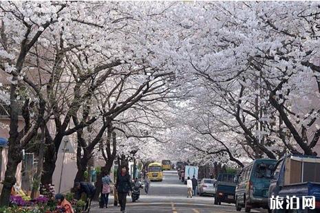 2022韩国樱花开放时间 观赏地点推荐