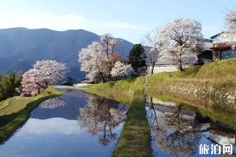 2019日本关西樱花小众旅游景点攻略