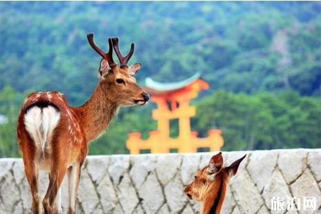 日本嚴島神社攻略