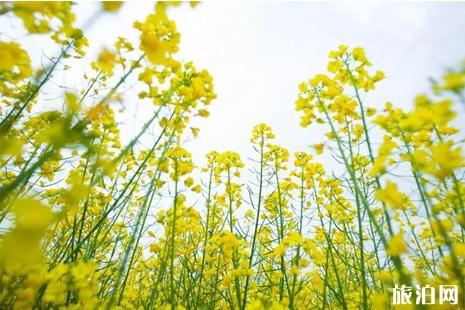 浙江天台赏花攻略