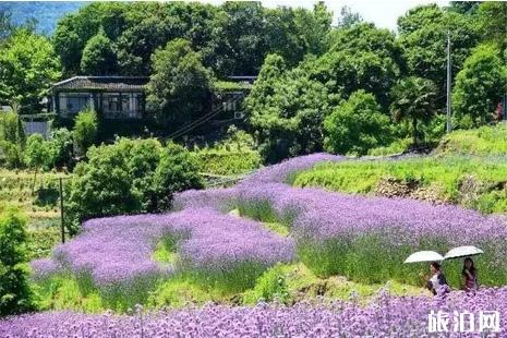 浙江天台赏花攻略