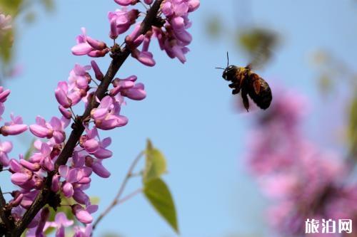 2019清明节放假安排 清明节高速免费