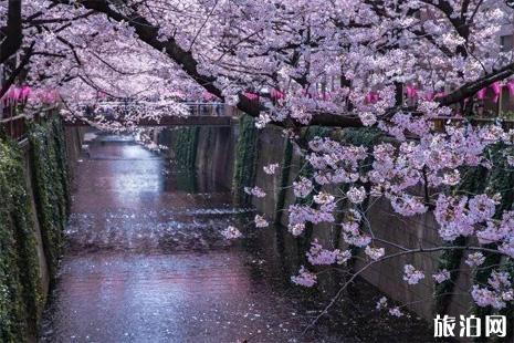 东京夜樱最有名的地方有哪些