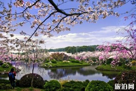 东湖樱花园坐什么车 东湖磨山樱花园2019时间+地点+票价+交通