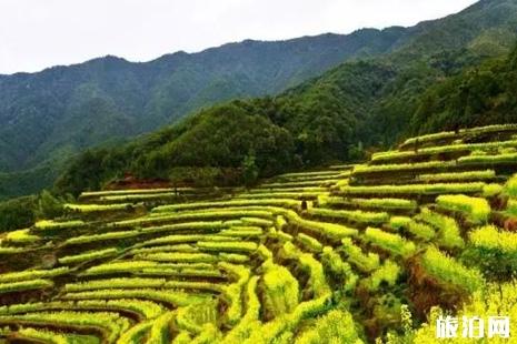 金华油菜花什么时候开 金华油菜花哪里最好看