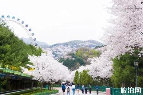 2019韩国樱花节攻略