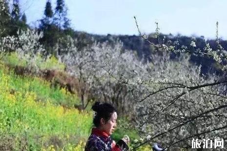 2019年3月安顺哪里赏花