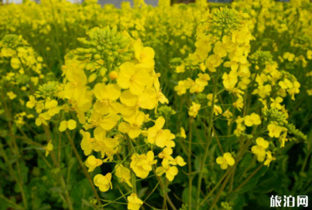 2022年汉中油菜花观赏攻略 附观赏路线和免票政策