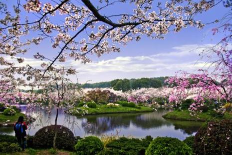 东湖樱花园坐什么车 东湖磨山樱花园2019时间+地点+票价+交通
