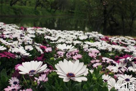 2019扬州润扬森林公园花朝节 3月17日开启