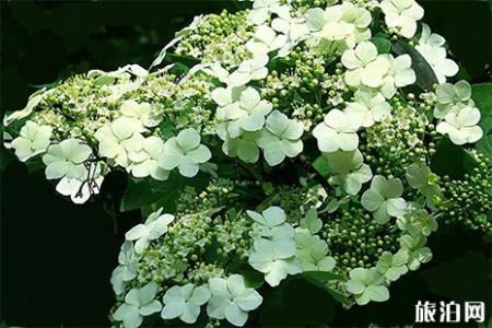 扬州赏花的景点 扬州赏花好去处