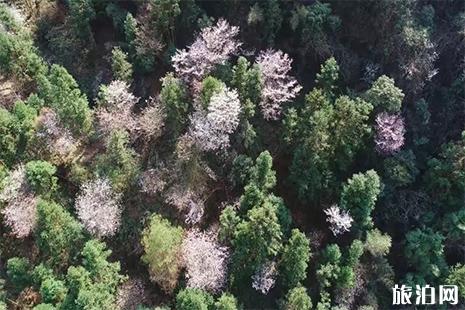 2019湖源首届野樱花观赏节3月16日开启