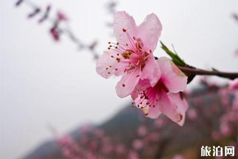 天津市区桃花赏玩攻略 天津哪里可以看见桃花