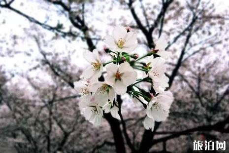 2019武汉东湖樱花节攻略