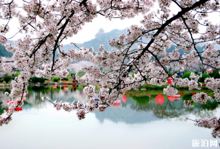 东湖樱花园坐什么车 东湖磨山樱花园2019时间+地点+票价+交通
