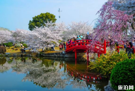 东湖樱花园坐什么车 东湖磨山樱花园2019时间+地点+票价+交通