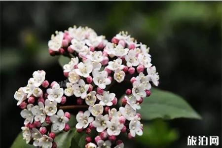扬州瘦西湖赏花指南 花种+花期
