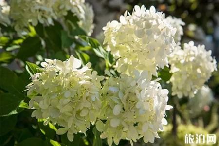 扬州瘦西湖赏花指南 花种+花期
