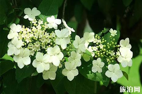 扬州瘦西湖赏花指南 花种+花期