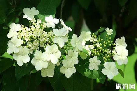 扬州瘦西湖赏花指南 花种+花期