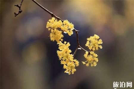 扬州瘦西湖赏花指南 花种+花期