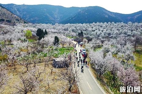 2019黄里风景区杏花节3月15日开启 附活动时间表