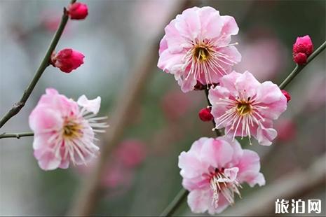 西安曲江赏花地址推荐