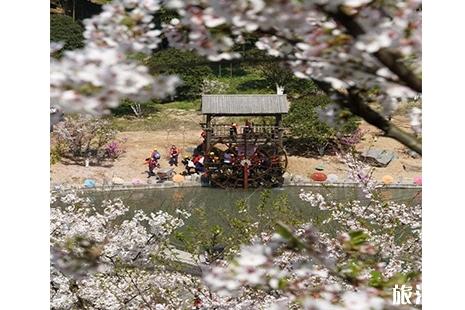 2019宁波绿野山居樱花节3月16日开启
