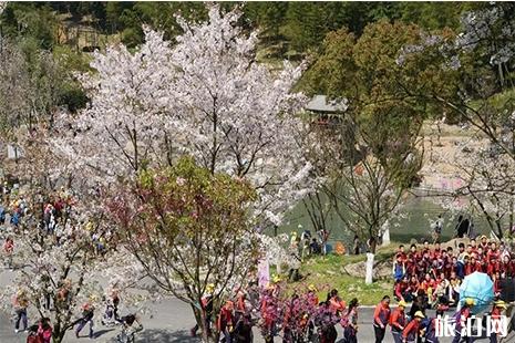 2019宁波绿野山居樱花节3月16日开启
