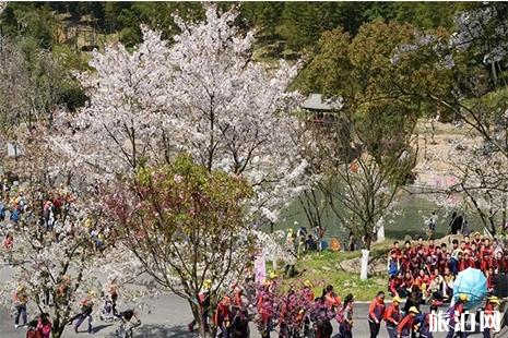 2019寧波綠野山居櫻花節3月16日開啟