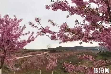 南充赏花游玩的地方推荐