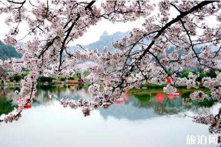 2019东湖樱花节便民交通指南