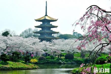 2019东湖樱花节便民交通指南