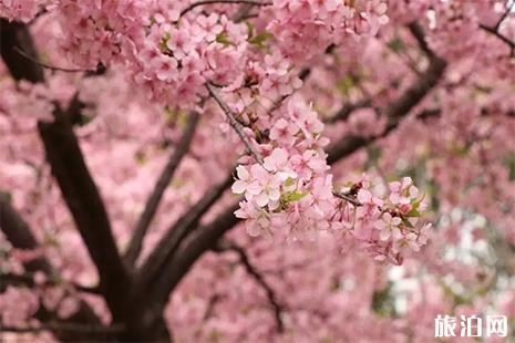 上海樱花节赏樱全攻略 附活动主题安排表