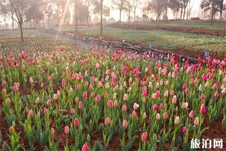 2019樱花节凤凰沟景区年票预约方式