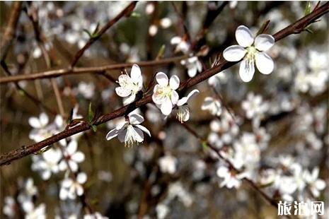 2019丹江口涼水河鎮櫻花節 時間+賞花攻略+線路