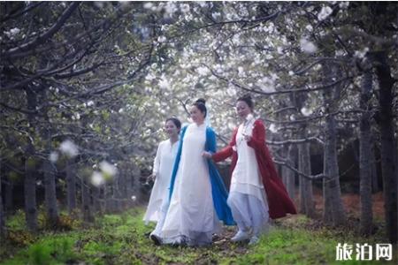 2019第三届洛阳龙门山樱花节 时间+交通攻略