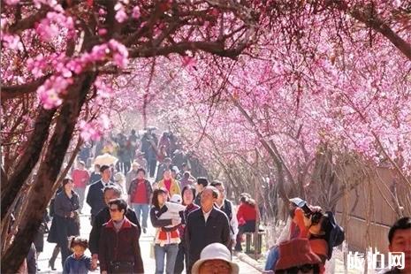 第二届宁海桥头胡樱花节3月20日开启 附活动时间安排