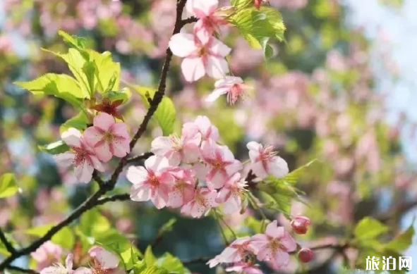 长沙杜鹃花去哪里看 橘子洲有哪些花