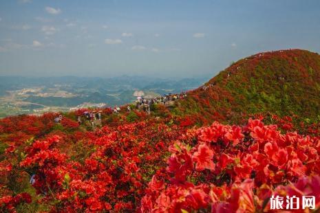 长沙杜鹃花去哪里看 橘子洲有哪些花