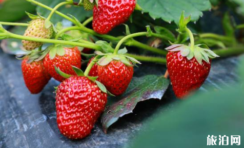 南京哪里可以摘草莓